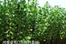 求购天津楸树#栾树#女贞 