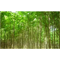 河南楸树种植#河南楸树小苗种植