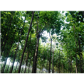 楸树价格#河南楸树价格#河南楸树批发