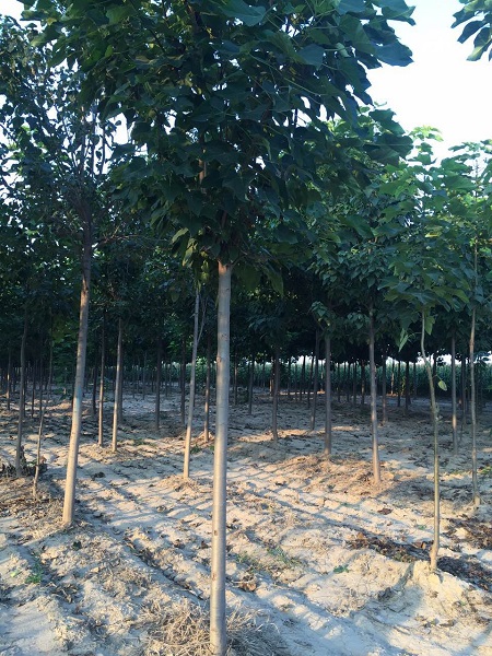 天津楸树小苗#楸树苗#楸树种植 