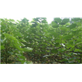 河南楸树价格是多少#周口楸树一棵多少钱 