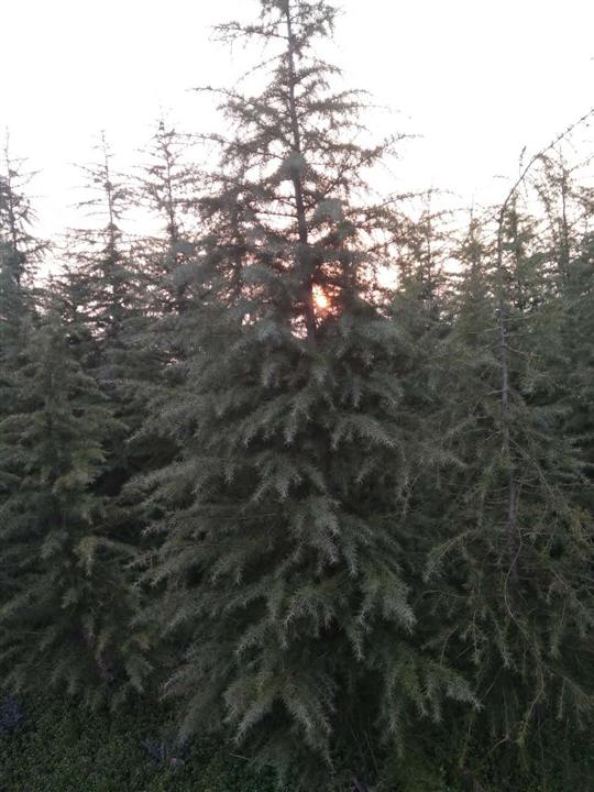 河南雪松 