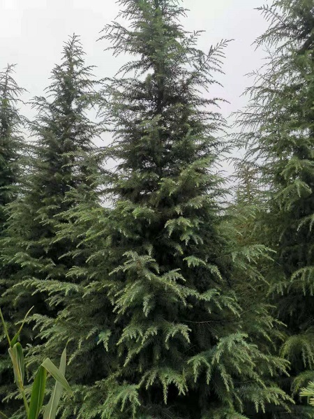 河南雪松 