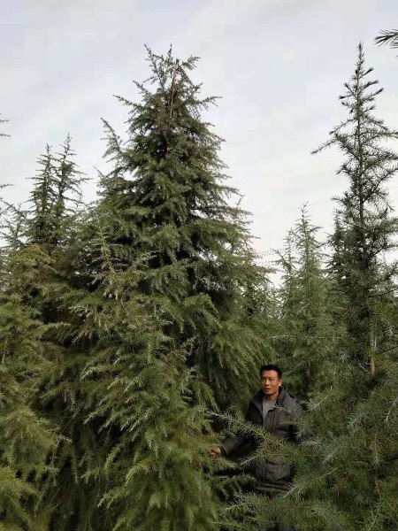 河南雪松 