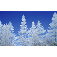 @河南雪松# 
