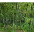 河南竹子 