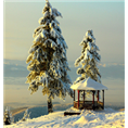 《河南雪松》 