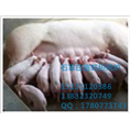 张家口家禽养殖暖风炉生产厂家 