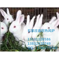 河北畜禽供暖设备厂家直销 
