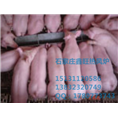 石家庄养殖专用热风炉生产厂家 