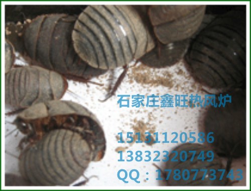 石家庄养殖专用热风炉**价格 