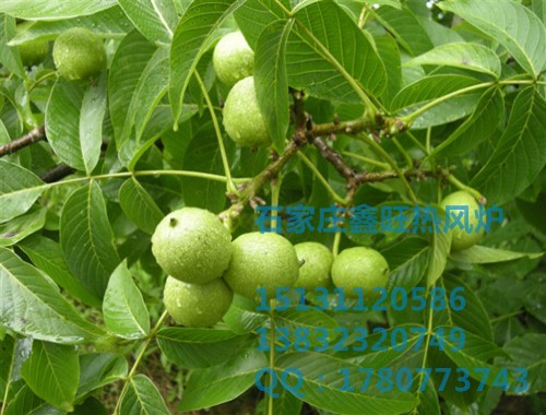 山东鸡舍专用烘干设备厂 