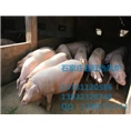 河北养殖热风炉批发厂家电话#养殖热风炉 