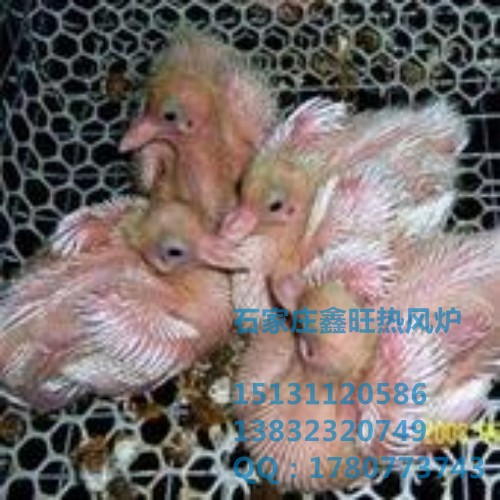 邢台家禽养殖暖风炉批发价格 