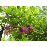 红花槐 
