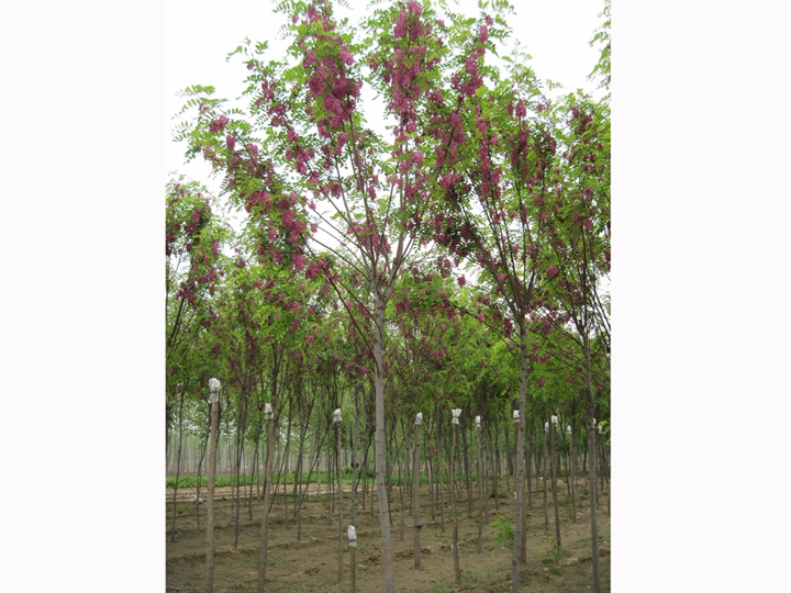 香花槐 