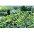定州苗圃 
