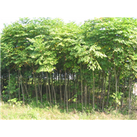栾树 