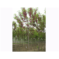 香花槐 