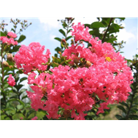 丛生紫荆 