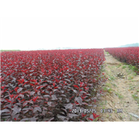 丛生紫叶矮樱 