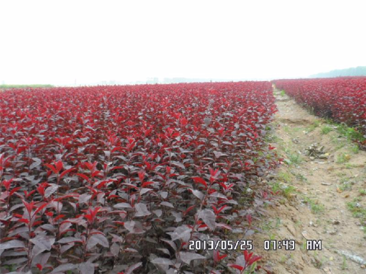 丛生紫叶矮樱 