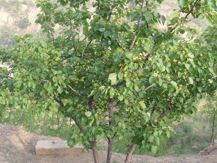 山杏 