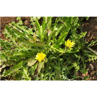 张北县农家院,由中都和安固里两大草原组成 
