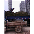 沧州绿化草坪卷#德州绿化草坪卷 