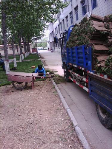 沧州绿化草坪卷#德州绿化草坪卷 