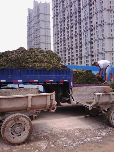 山东滨州绿化草坪卷#沧州高羊茅草皮 