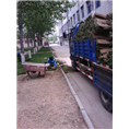 沧州绿化草坪卷#德州绿化草坪卷 
