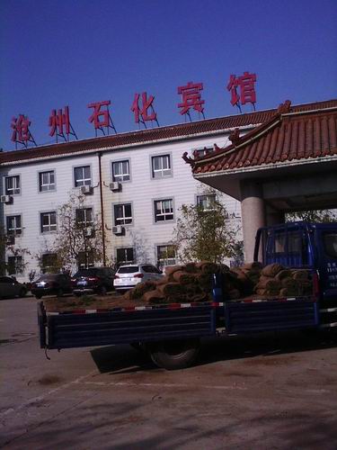 沧州绿化草坪卷#德州绿化草坪卷 