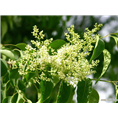 河北黄杨球#河北黄杨#河北黄杨苗 