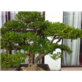 河北大叶黄杨#保定大叶黄杨#顺平大叶黄杨 