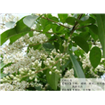 河北小叶黄杨#河北小叶黄杨#河北小叶黄杨 