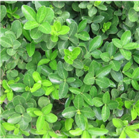 河北大叶黄杨种植基地 