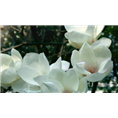 河北丁香苗#丁香苗价格#河北丁香价格