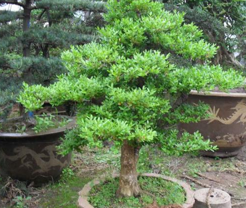 河北小叶黄杨球#河北小叶黄杨种植基地 