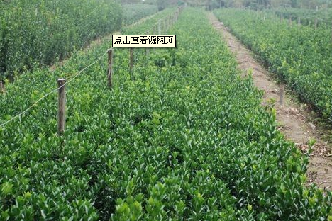 河北大叶黄杨#河北大叶黄杨#河北大叶黄杨 
