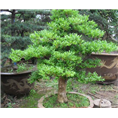 河北小叶黄杨球#河北小叶黄杨种植基地 