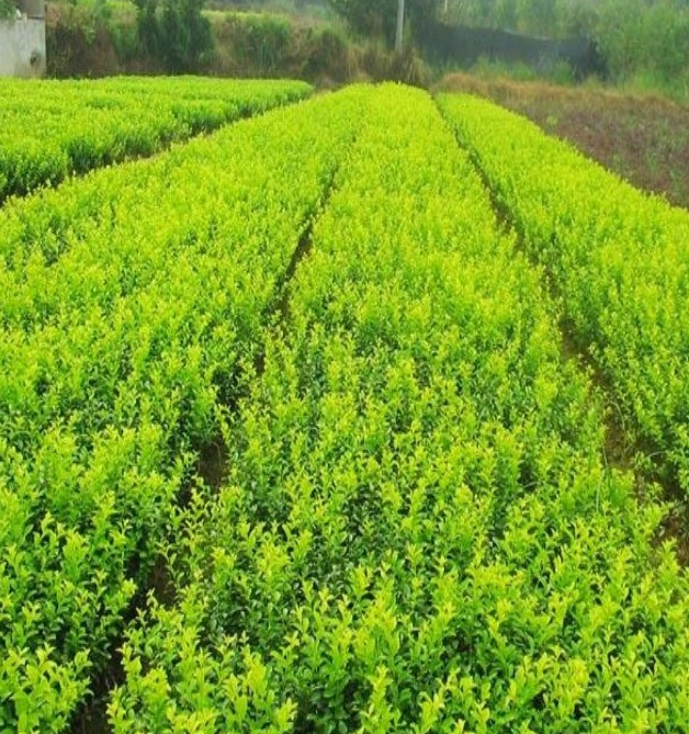 河北小叶黄杨#河北小叶黄杨#河北小叶黄杨