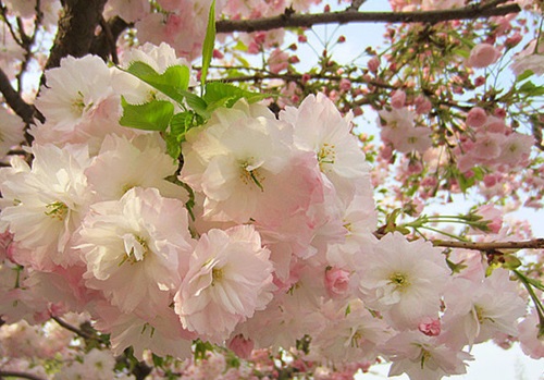 青岛樱花基地 
