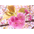 山东樱花基地 