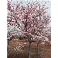山东樱花