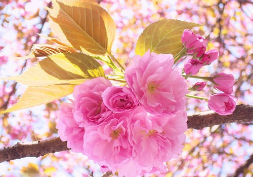 山东樱花基地 