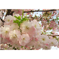青岛樱花基地 