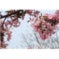 青岛樱花