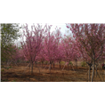 樱花、、山东樱花基地、樱花批发 