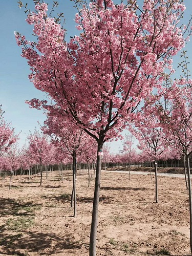山东樱花基地